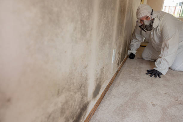 Best Water Damage & Mold Remediation  in Manning, IA